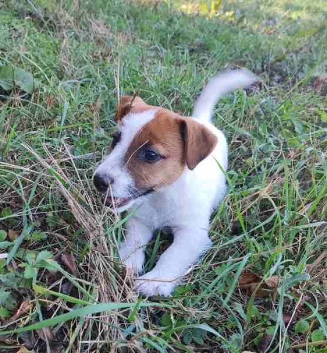 Un beau chiot jack russel male