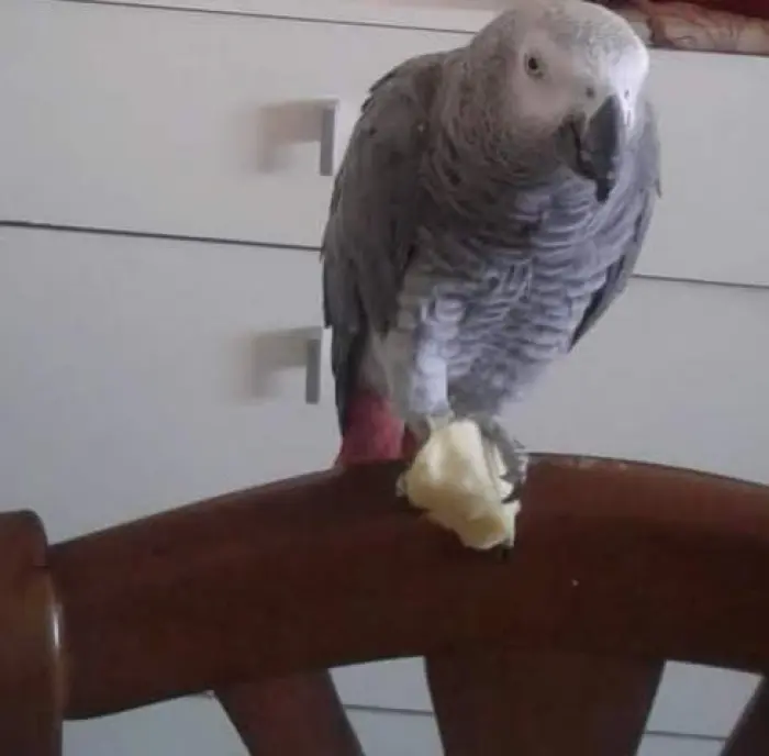 Gris du Gabon dressé