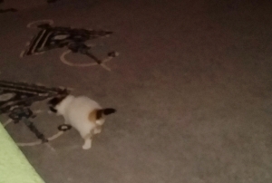 chat poils long tricolore a vendre