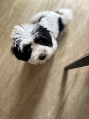 Bichon Havanais mâle – 3 mois et demi