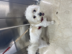 Male Maltese dog for mating (1 year old)