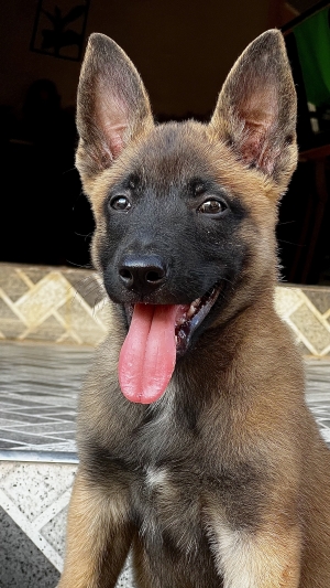 Femelle malinois