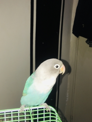 Oiseau insiparable ficher bleu casa