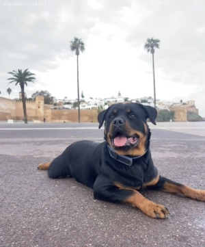 Rottweiler