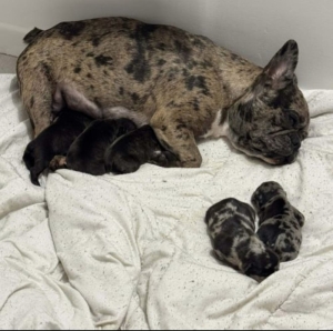 Bulldog Français Exotique