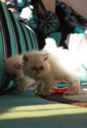 Femelle Himalayen persan