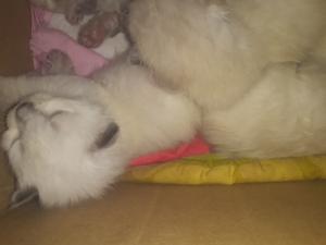 siamoa bermanie et hamalai 3 garcon 3 fille