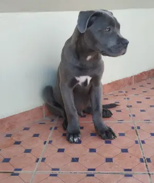Cane corso 3 mois