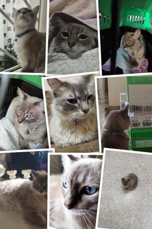 ragdoll tigré pour adoption