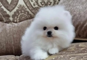 A vendre chiots Spitz nain (Loulou de Poméranie)