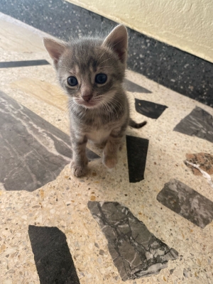 Moon is looking for a family😺