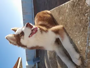 Husky femelle