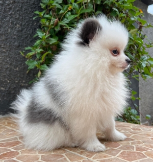 spitz pomeranian