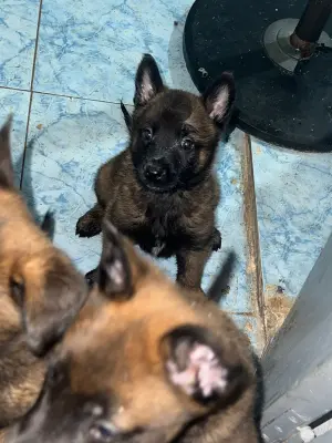 Chiots malinois