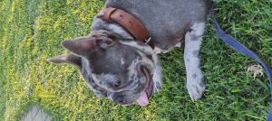 Bulldog français pour accouplement