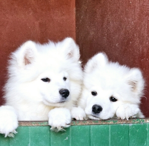 SAMOYEDE DE PURE RACE
