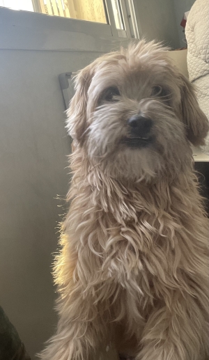 Cherche femelle caniche pour accouplement