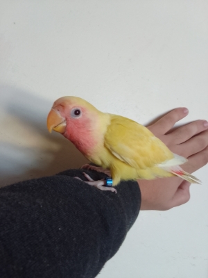 inséparable roz lotino dreser