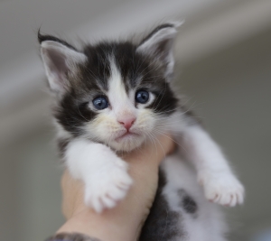 Male maine coon black and white pedigree wcf