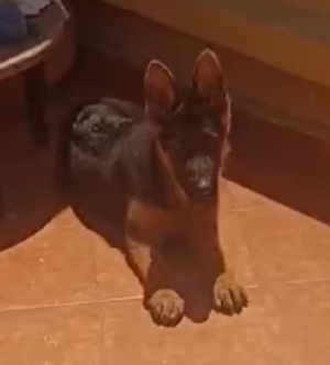 Berger allemand pedigree 5 mois