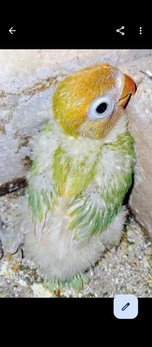 Vente Inseparables dressage