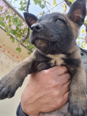 malinois  2mois charbonne