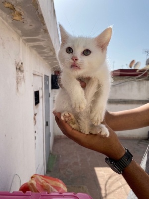 Chaton Angora à vendre