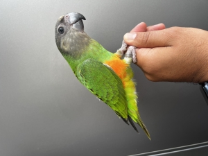 Bebe youyou de Sénégal