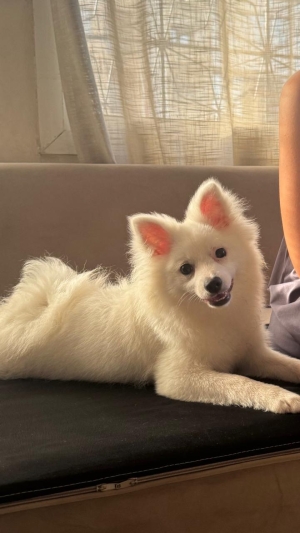 Spitz nain/loulou de Poméranie