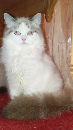 Chat persan chinchilla