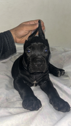 Cane corso chiot pure