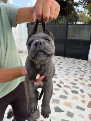 Chiot cane corso male et femelle pure race