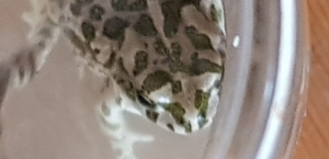 Humus la grenouille