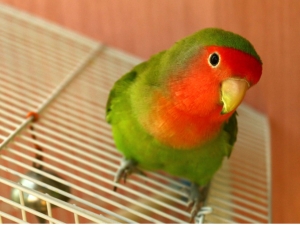 Oiseau dressé à Casablanca Maroc