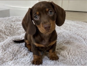 Teckel kaninchen