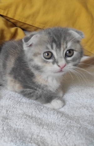 Scottish fold