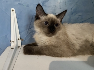 Chatons balinais femelles 3mois et demi