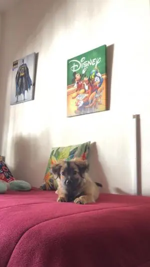 Bichon havanais sur Rabat