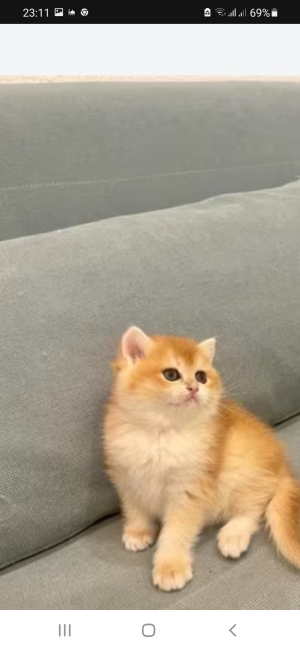 British shorthair golden