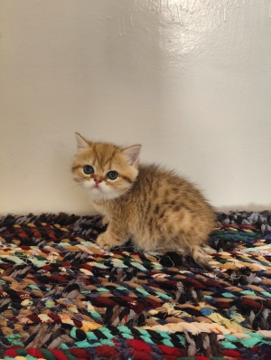 Petit mâle Golden Shaded