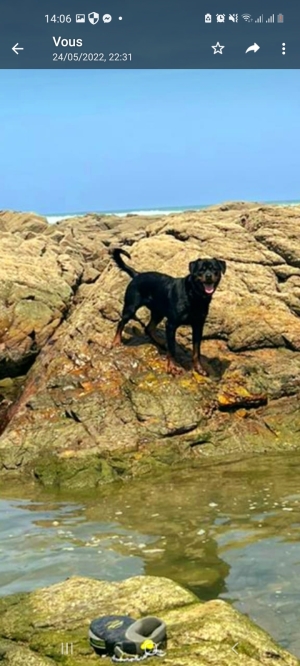 Rottweiller