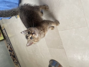 Chat scottish straight short hair