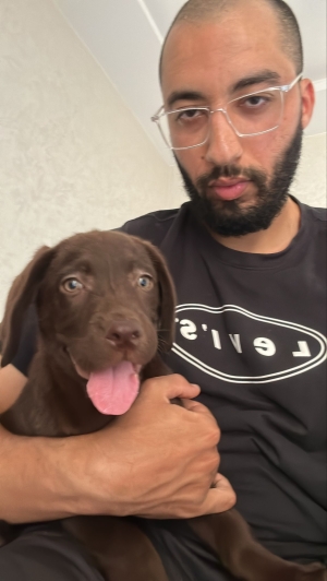 À vendre chienne Labrador Chocolat