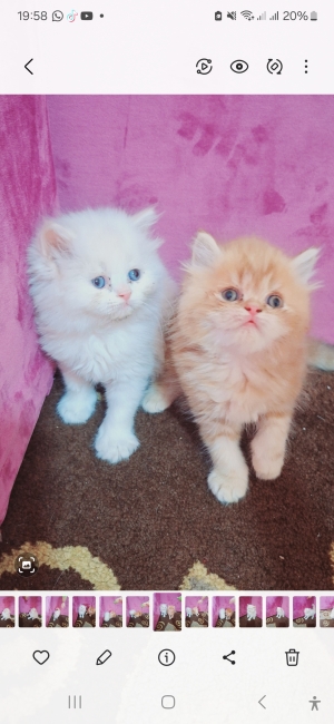 Chatton persan mon face