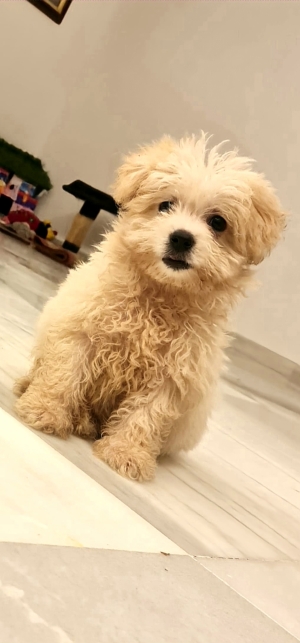 Bichon Havanais
