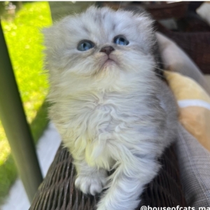 Scottish straight femelle