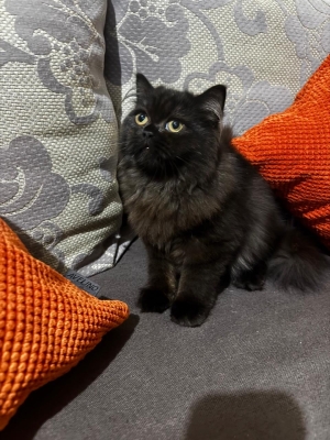 Chat persan