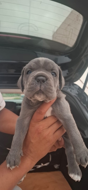 Canecorso