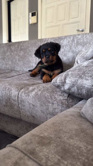 Chien Rottweiler femelle âge 9semaines vaccinée