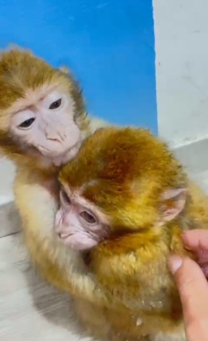 Singe mâle ou femelle de 2 mois bien dressage